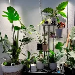 Елегантна Многоетажна Стойка За Саксии - POTSTAGE®, elegantna mnogoetajna stoika za saksii potstage