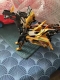 Прикачено изображение от потребител 1 за Магическа Играчка Кола Динозавър - ROARWHEEL®.